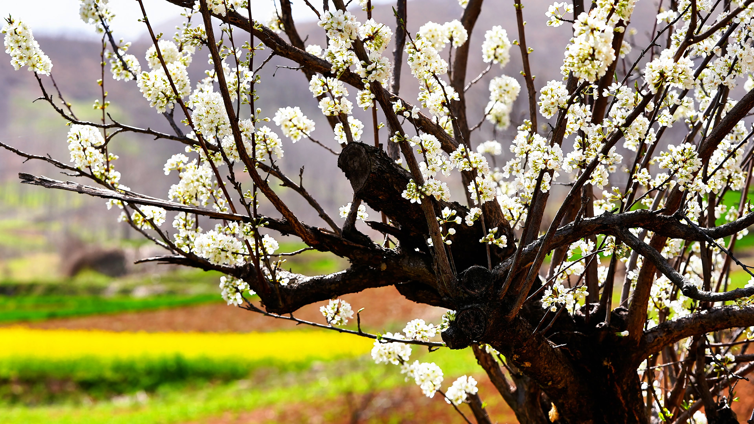 梅花竞相绽放,芳香沁人心脾,呈现一派春意盎然的迷人景象.