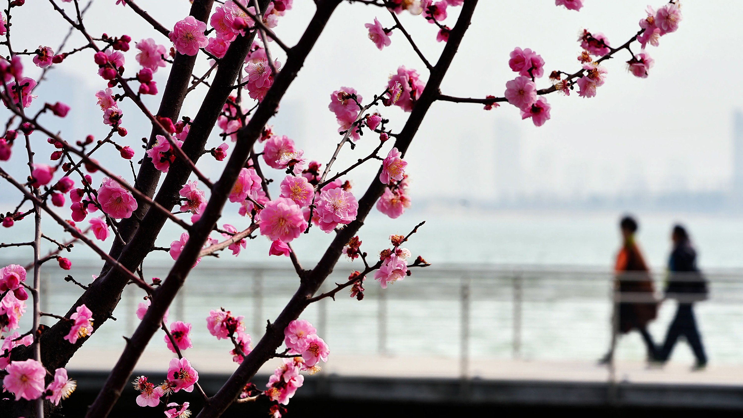 梅花竞相绽放,芳香沁人心脾,呈现一派春意盎然的迷人景象.