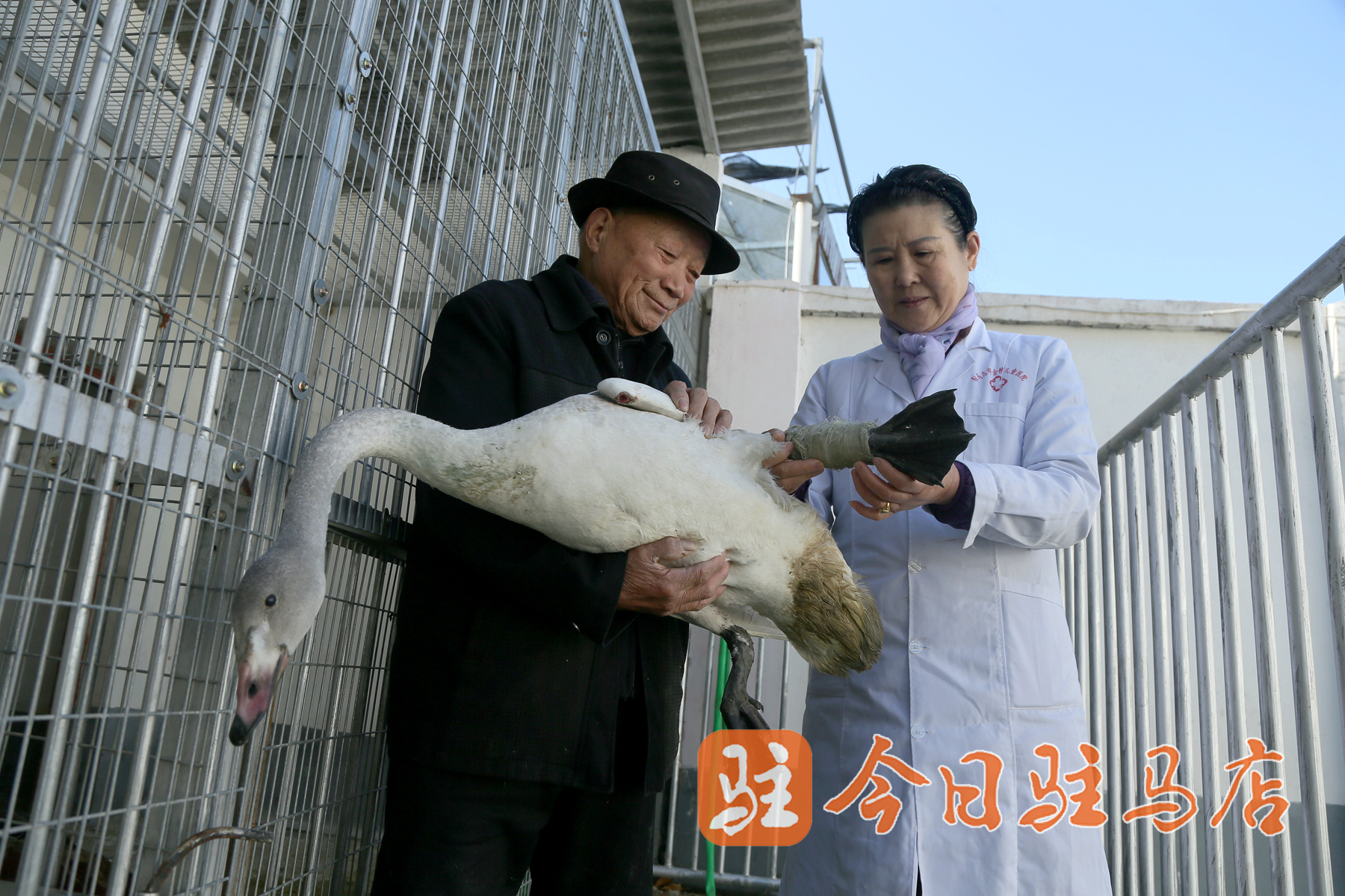 断腿天鹅重获新生