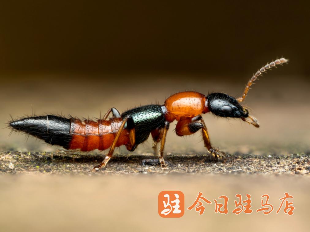 警惕“飞行的硫酸”！市民请注意防范隐翅虫