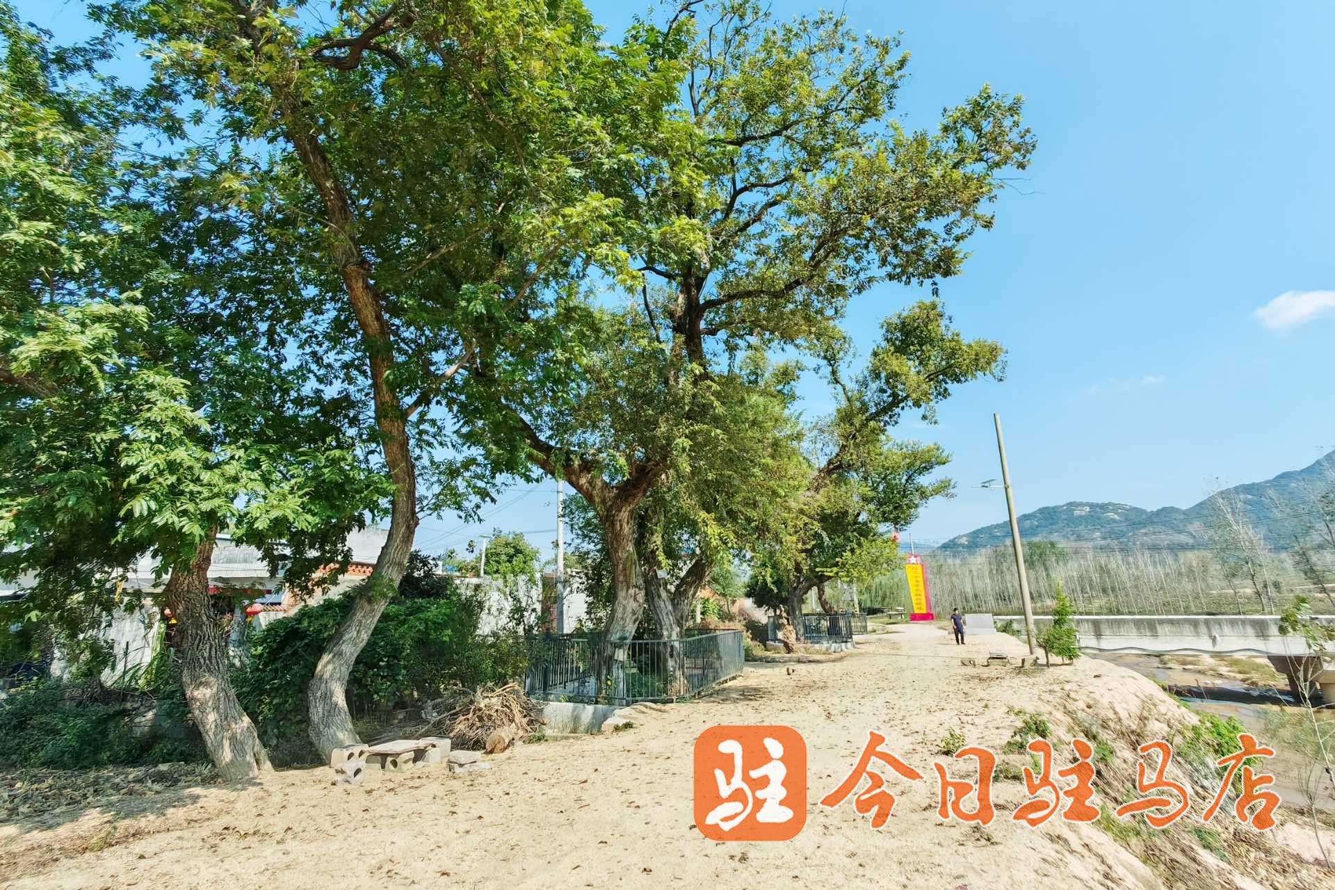 泌阳王店：红军树下红星闪闪