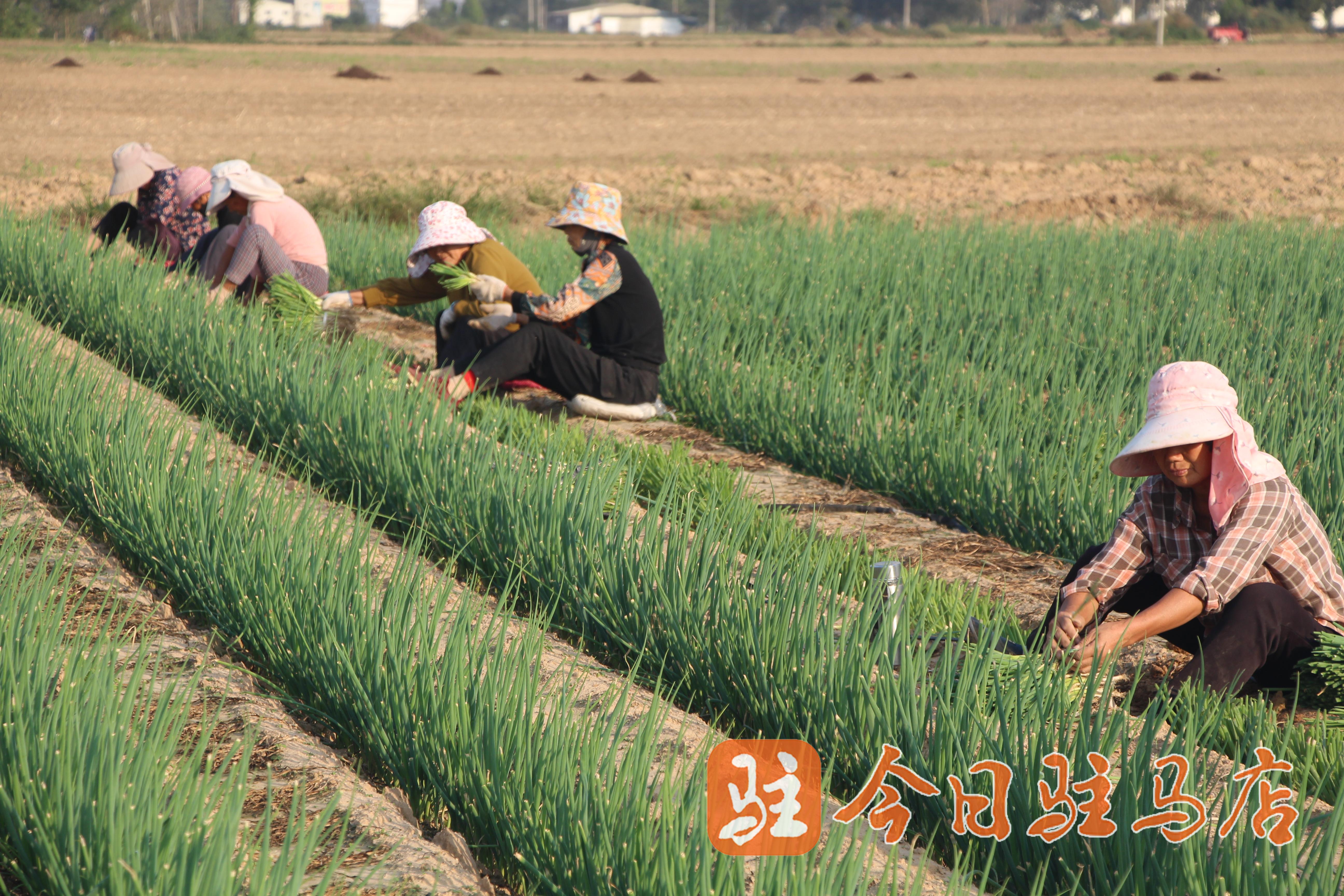 秋种正当时 石寨铺镇特色种植绘就丰收新图景