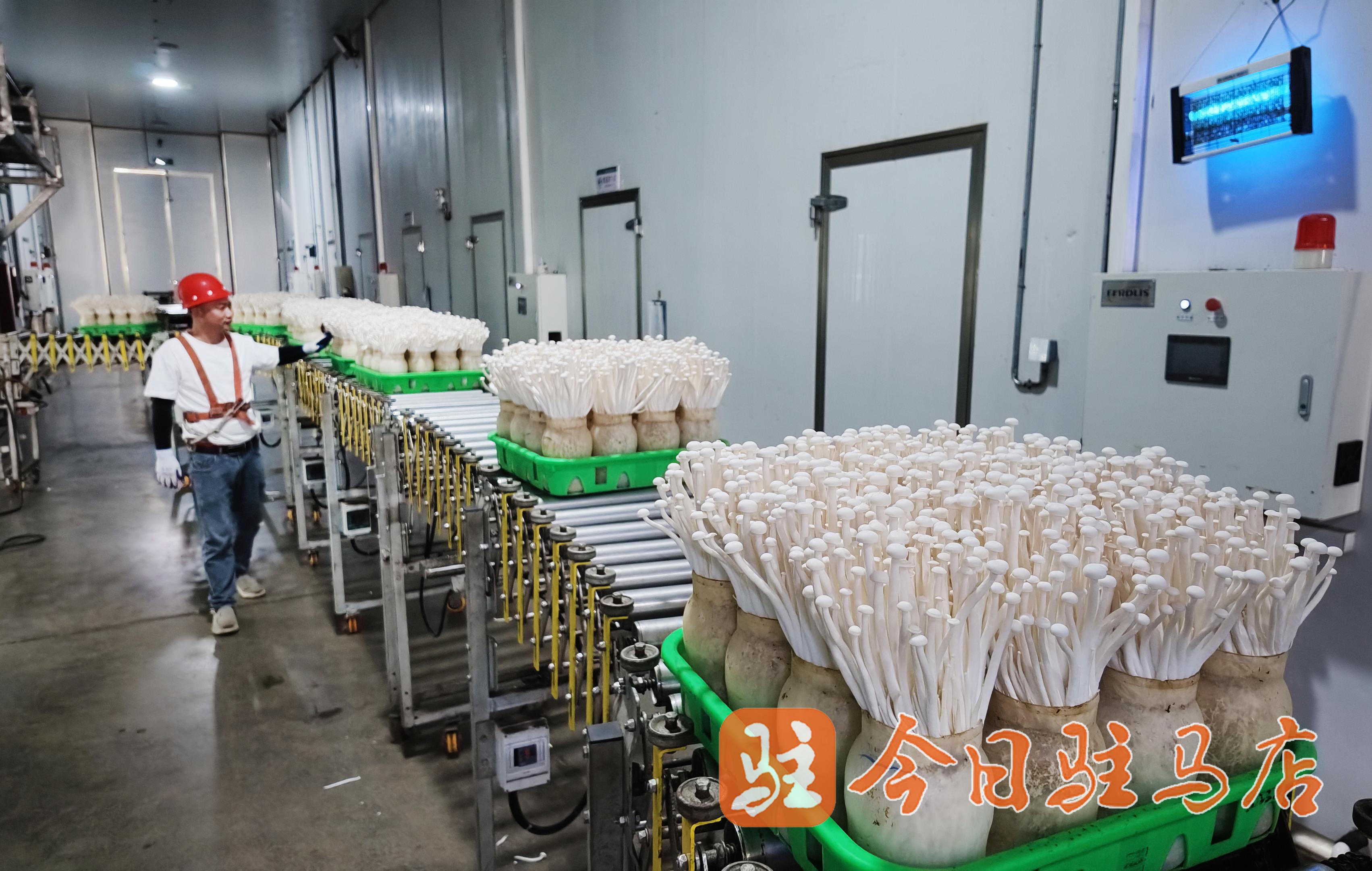 院士赋能菌产业 菇养元闯出发展新路